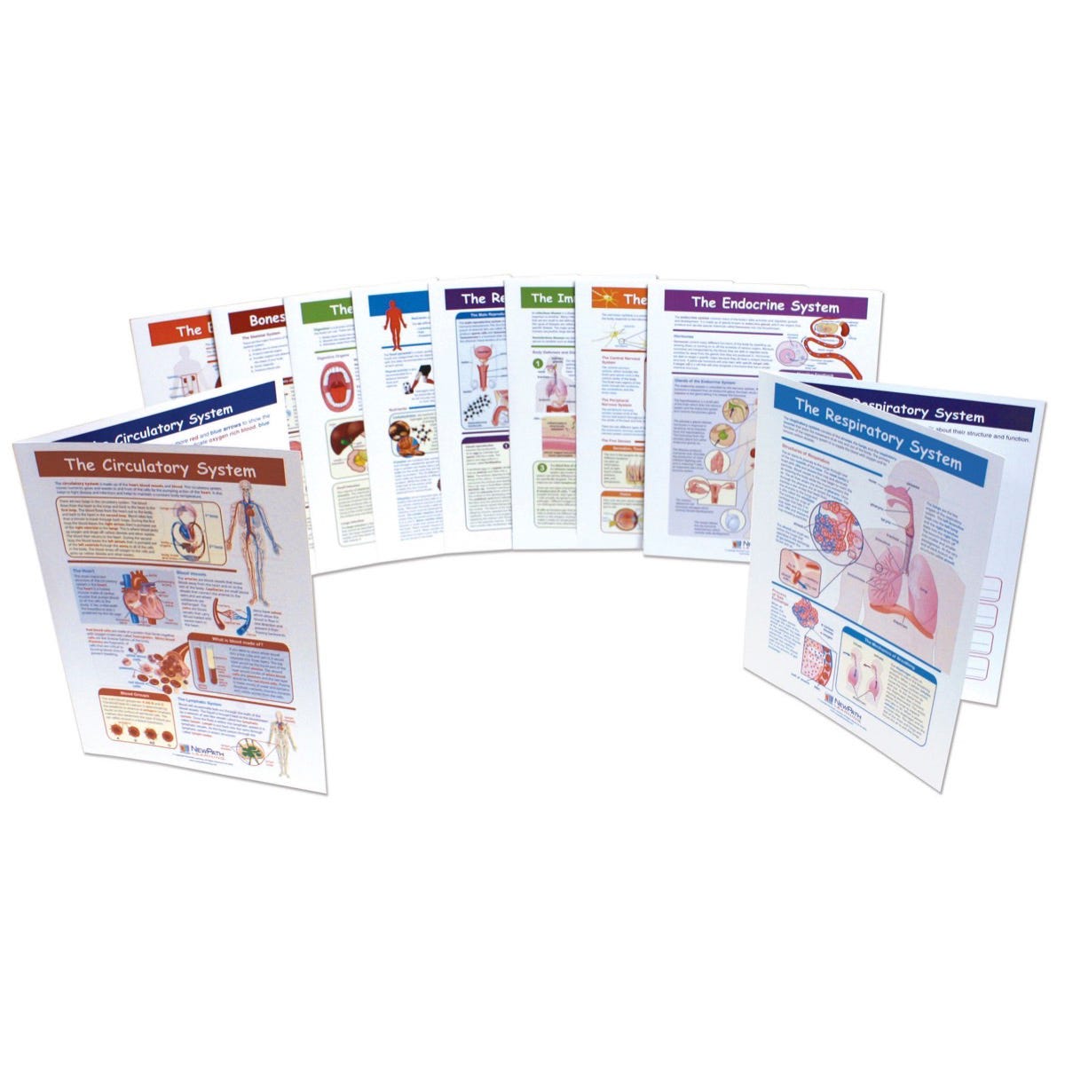Human Body Visual Learning Guides Set