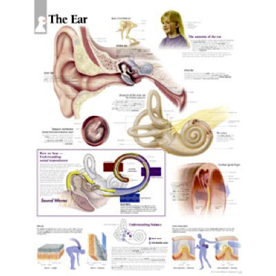 Anatomical Chart 22" x 28" - Ear