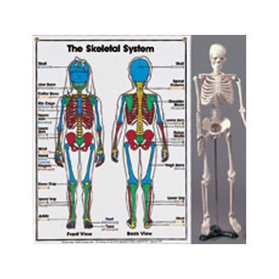 Mini-Skeleton Model and Chart Set