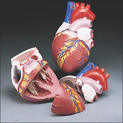 Budget Jumbo Heart Model
