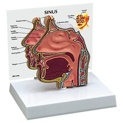 Model Basic Sinus