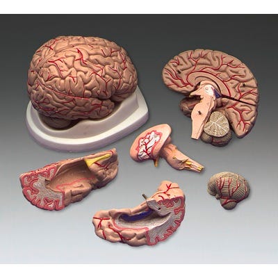 Model Budget Brain with Arteries
