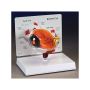 Anatomical Eye Model thumbnail