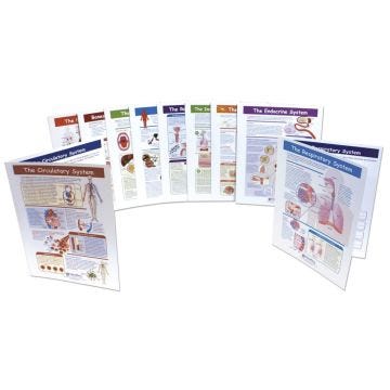 Human Body Visual Learning Guides Set