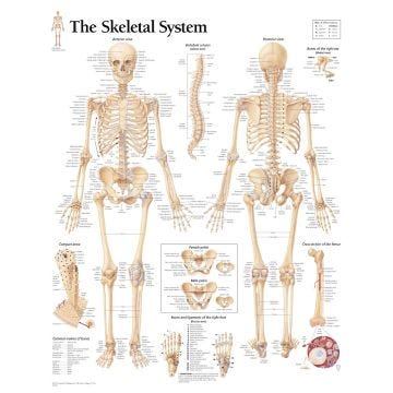 skeletal model, human skeleton model