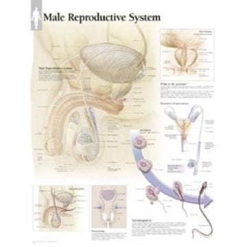 Anatomical Chart 22" x 28"  - Male Reproductive System