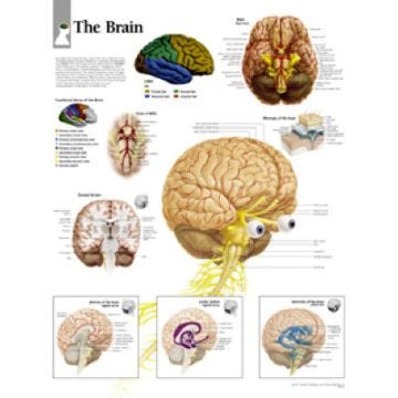 Anatomical Chart 22" x 28" - Brain