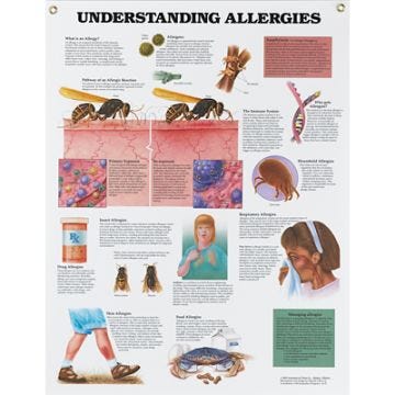 Understanding Allergies Laminated Chart