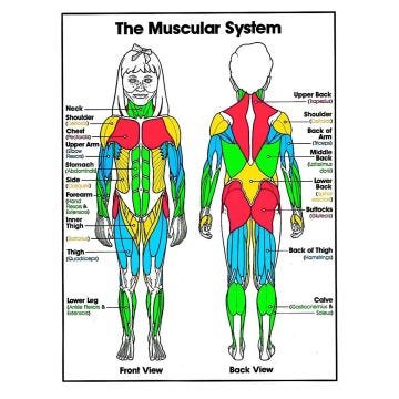 Middle/Upper Anatomy Series Chart- The Muscular System