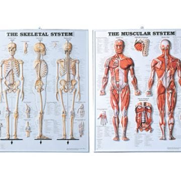 Anatomical Injection Molded Chart- Muscular System