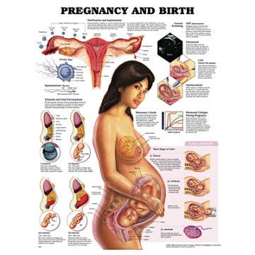 Peter Bachin Anatomical Chart- Pregnancy and Birth
