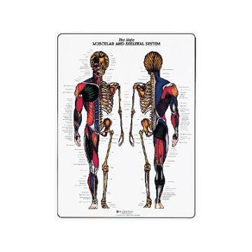 Muscular and Skeletal System Charts