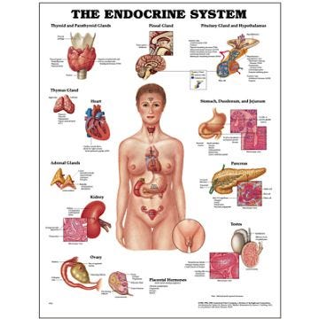 Anatomical Chart 22" x 28" - Endocrine System