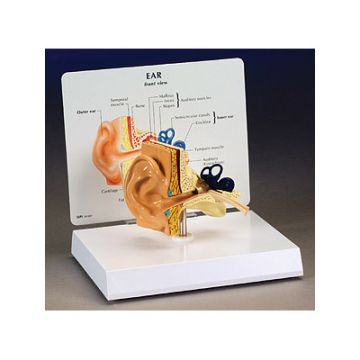 Anatomical Ear Model