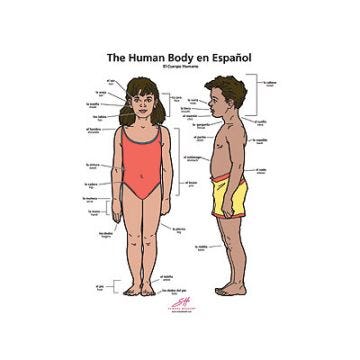 The Human Body Flip Chart in English/Spanish (El Cuerpo Humano)