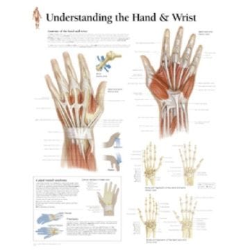 Anatomical Chart 22" x 28" - Hand and Wrist