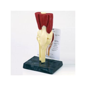 Muscled Knee Model