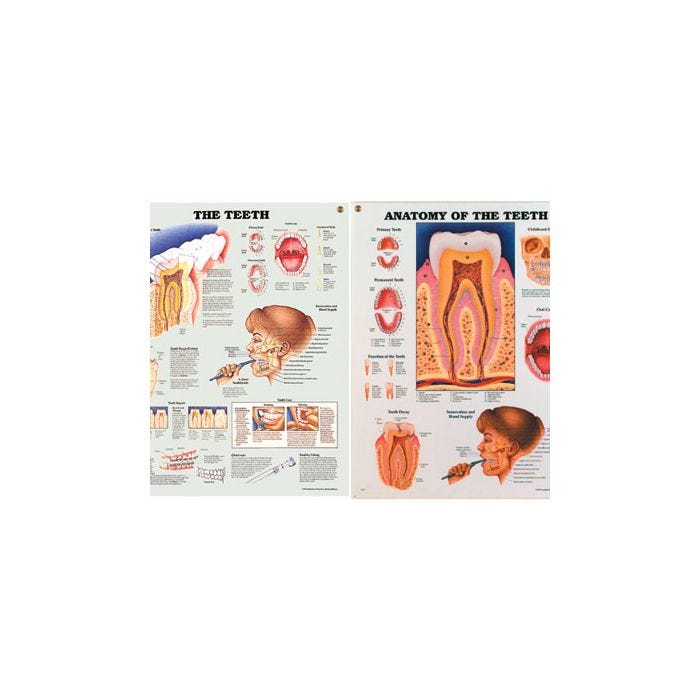 front view of the teeth chart and anatomy of teeth chart; laminated
front view of the teeth chart and anatomy of teeth chart; laminated