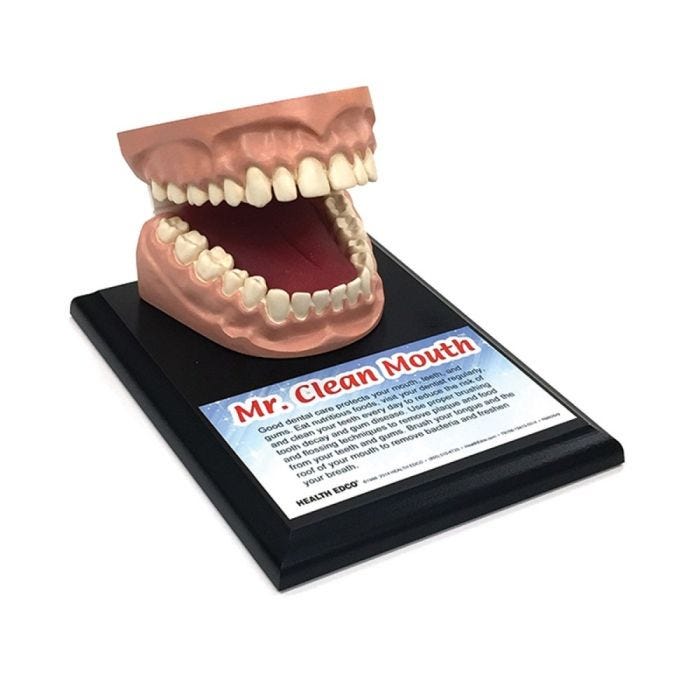 Front view of Mr. Clean Mouth Model for Brushing and Flossing Front view of Mr. Clean Mouth Model for Brushing and Flossing