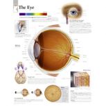 Anatomical Chart 22" x 28" - Eye