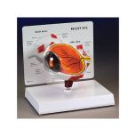 Anatomical Eye Model