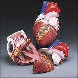Budget Jumbo Heart Model