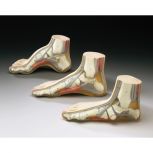 Model Foot Set