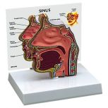 Model Basic Sinus