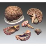 Model Budget Brain with Arteries