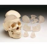 Budget Skull with Eight-Part Brain