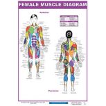 Muscle Diagram Posters