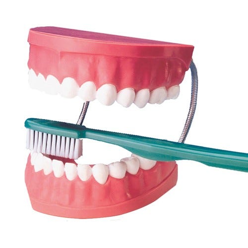 Tooth Brushing Model